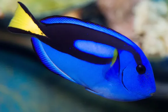 ماهی جراح آبی (Blue Tang)