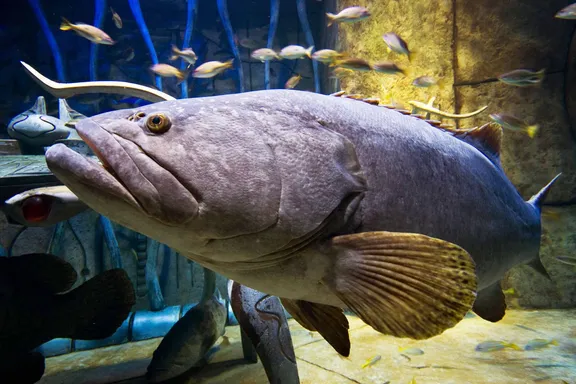 هامور کوئینزلند (Queensland Grouper)