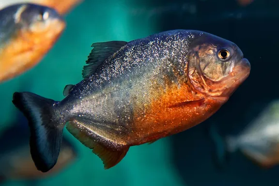 پیرانای شکم قرمز (The Red-Bellied Piranha)