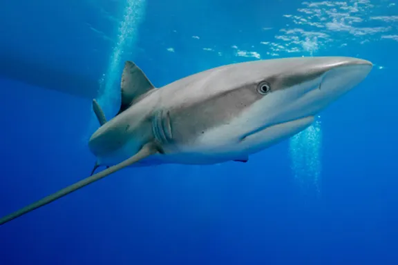 کوسه تاریک (Dusky Shark)