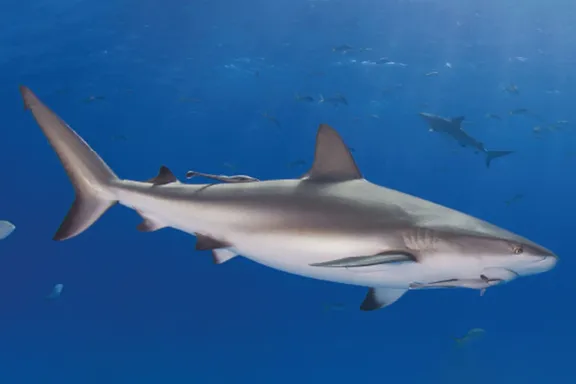 کوسه ریف خاکستری (Grey Reef Shark)