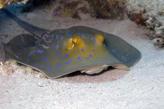 پوماهی آبی خالدار (Blue Spotted Ray)